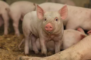 Was zu viel ist, muss weg. Die Schweiz exportiert Schweine in deutsche Schlachthöfe. Die Publikumsmedien schauen hin.