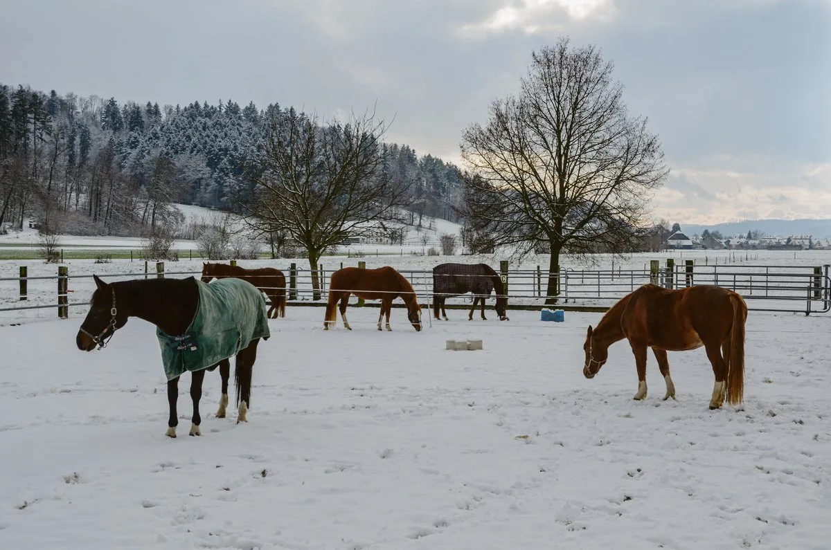 eee6240dbc00aa9a9ad9d1d35755a4c3b613df2f Je nach Pferd und Situation entscheiden: Gedeckte und ungedeckte Pferde auf der Winterweide. (Bild LZ Liebegg)