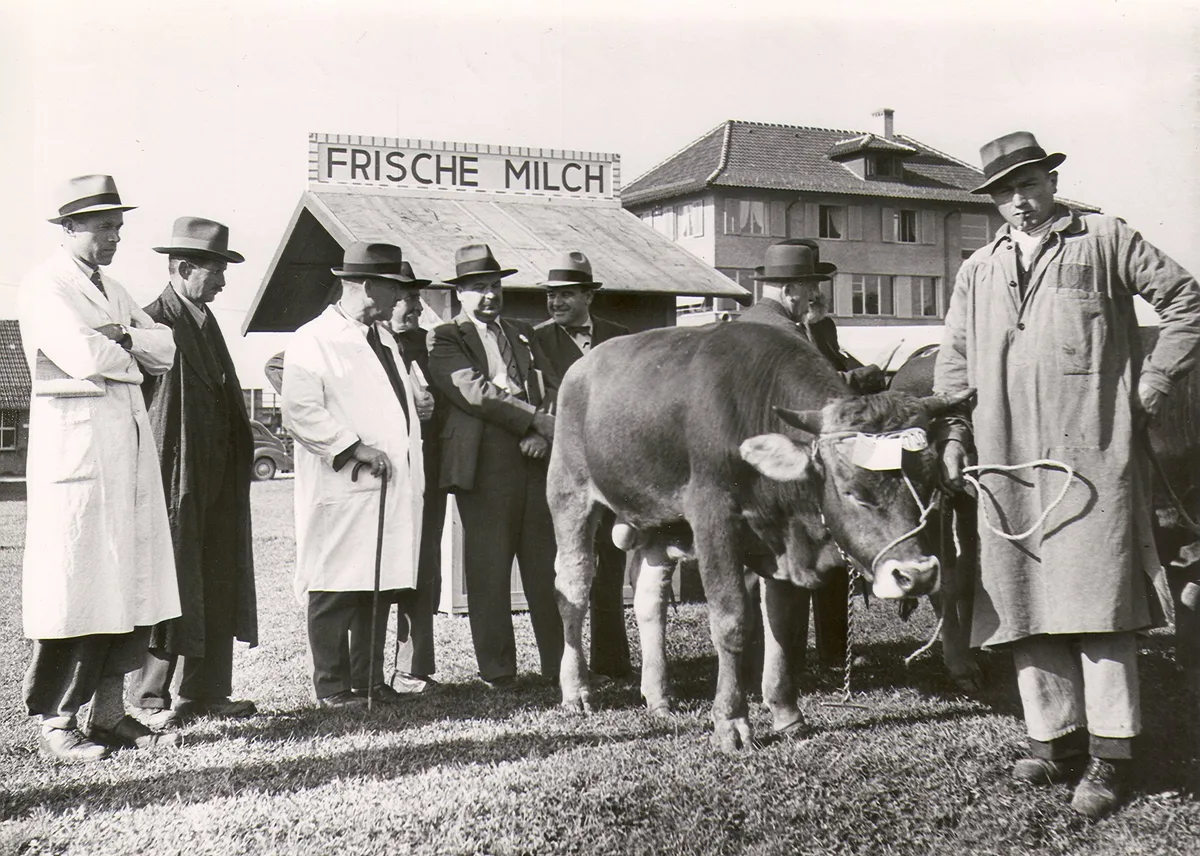 BVCH3599_Milchwerbung_gabs_schon_1941_am_Stierenmarkt_-_Bildmitte_Verbandsdirektor_Fritz_Glaettli Erfolgreicher Kampf für gesunde Braunvieh-Tiere