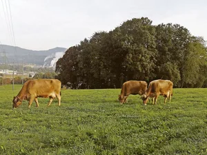 Graslandbasierte Milch- und Fleischproduktion sollte nicht nur in der Theorie ein wichtiger Begriff sein.