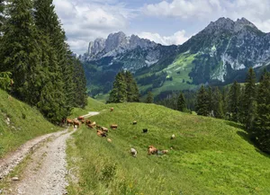 Auf Wanderwegen kommt es jedes Jahr wieder zu Unfällen zwischen Mutterkühen und Wanderern. Dies werde durch die Wolfspräsenz nur verstärkt. (Bild Unsplash)