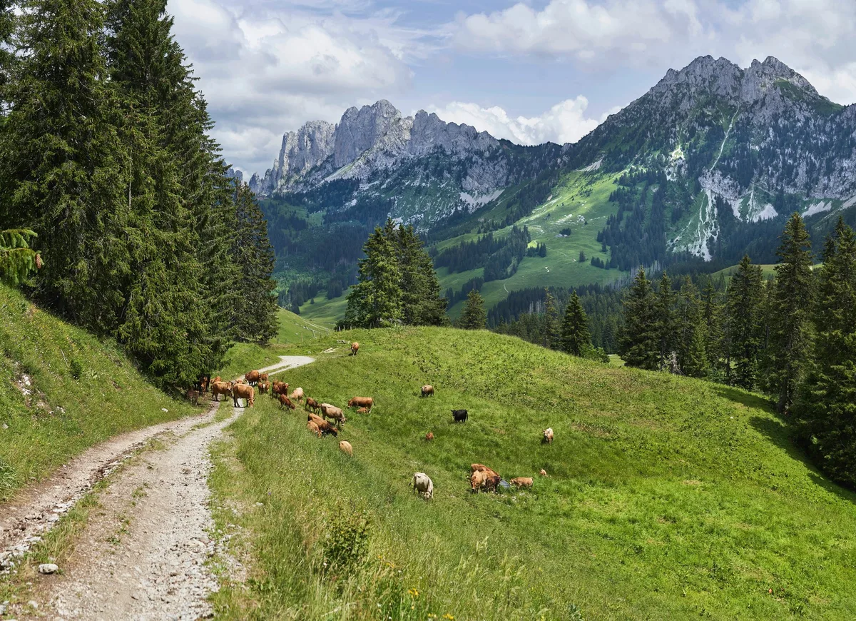 7f5b40524b9683a3bb59e345d426813af5d22df5 Auf Wanderwegen kommt es jedes Jahr wieder zu Unfällen zwischen Mutterkühen und Wanderern. Dies werde durch die Wolfspräsenz nur verstärkt. (Bild Unsplash)