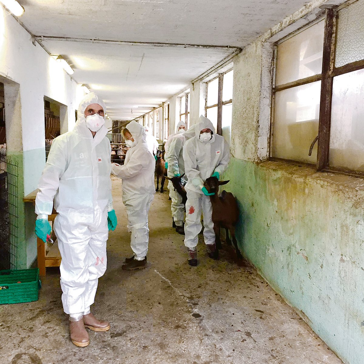 Mitarbeitende des Amts für Lebensmittelsicherheit und Tiergesundheit und Zivilschutz-Seuchenwehr-pioniere haben den Ziegenbestand geräumt.(Bilder zVg)