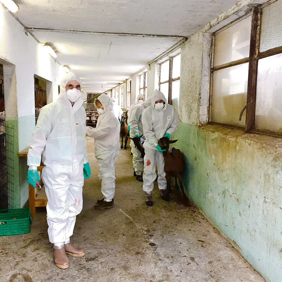 2d19a2aef01678789cd1844fbcdcacbf2a76c95c Mitarbeitende des Amts für Lebensmittelsicherheit und Tiergesundheit und Zivilschutz-Seuchenwehr-pioniere haben den Ziegenbestand geräumt.(Bilder zVg)