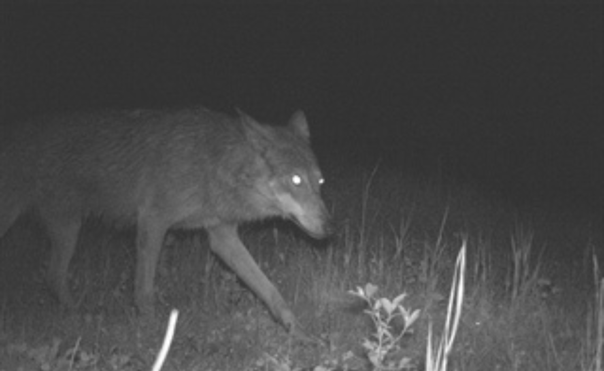 Zweiter Jungwolf des Wannaspitzrudels abgeschossen