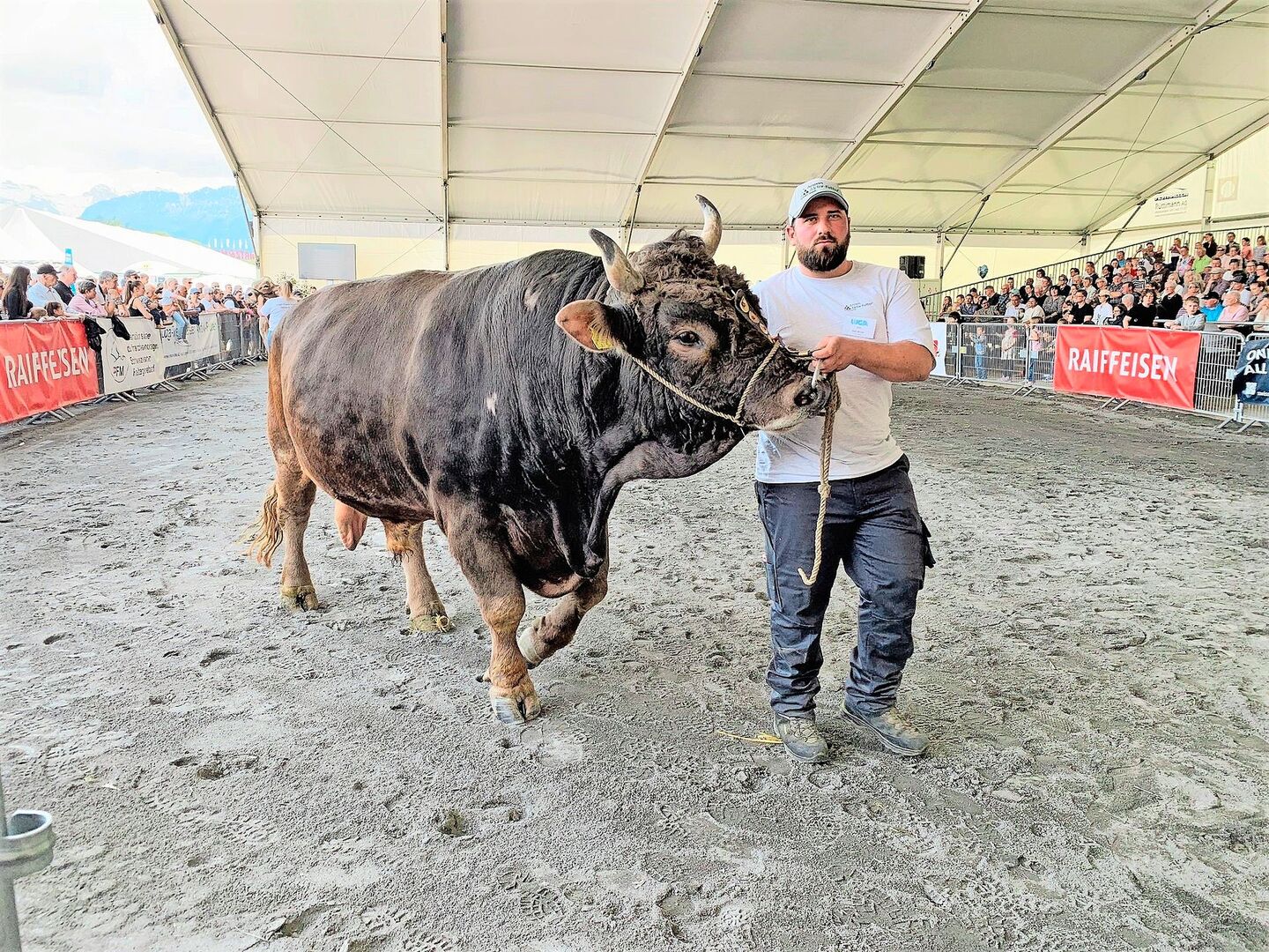 Ein Koloss mit 1300 kg Körpermasse: Stier Ricky macht an der Luga mächtig Eindruck.