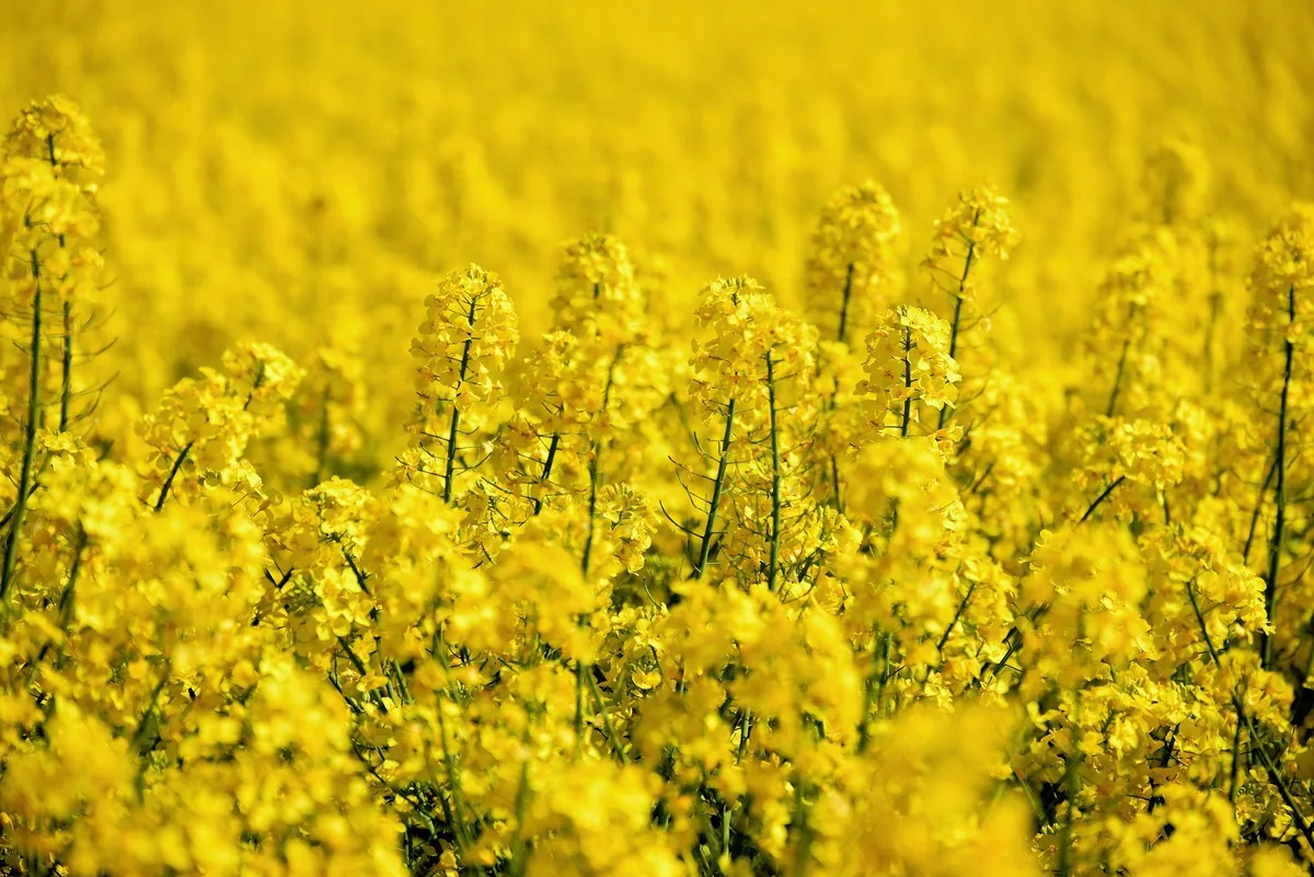 oilseed-rape-g561f74944_1920 Preise für deutsche Agrarprodukte deutlich gestiegen