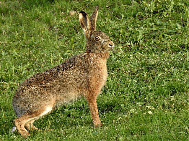 Es kann somit davon ausgegangen werden, dass sich die Hasenpest von einem lokalen Geschehen im Ruggeller Riet zu einer landesweiten Tierseuche entwickelt hat. (Bild pixabay)