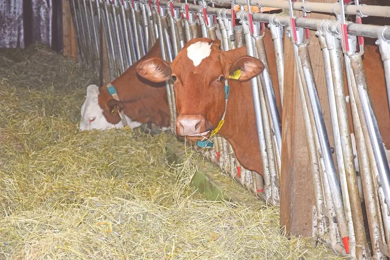 507d64cf7accda470a9dfe4a3a97d9973d5125f2 Ist das Dürrfutter vom Sommer 2019 doch nicht so gut wie vielerorts angenommen? (Bild Peter Fankhauser)