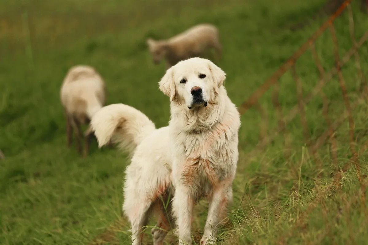 ffbe37bf256b1033022817ad3c22074729a1c9ecceeef660f275a4d20eeff927 Herdenschutzhunde sind momentan gesucht.