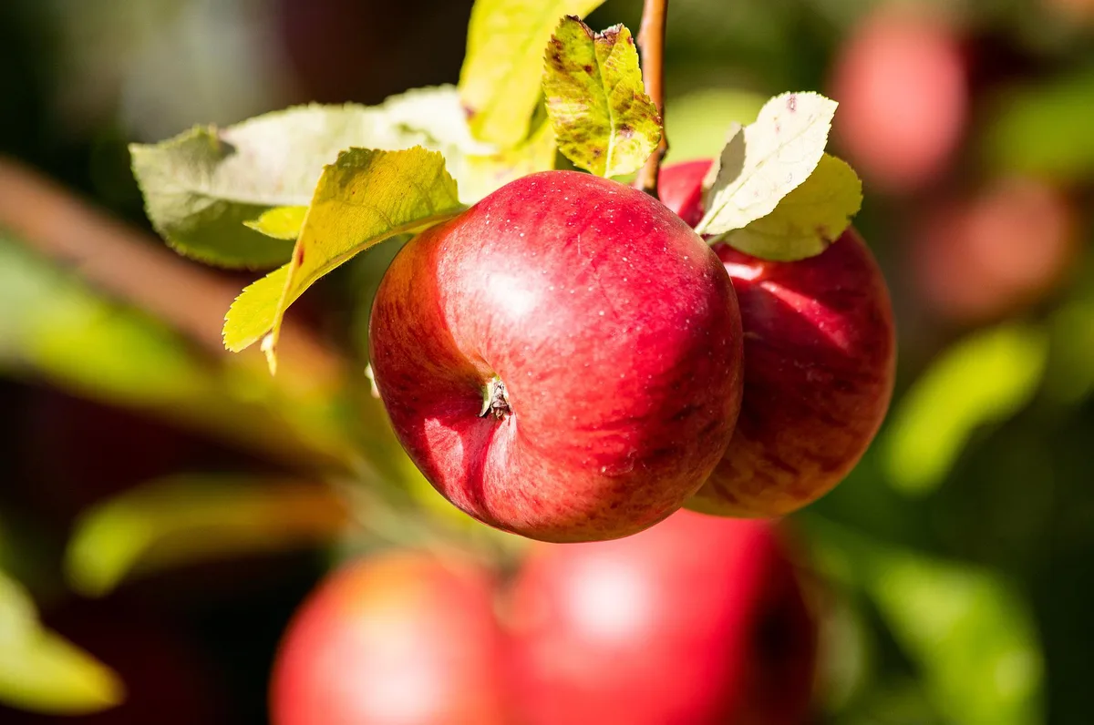 Rekordhohe Beteiligung an der Branchenlösung Nachhaltige Früchte