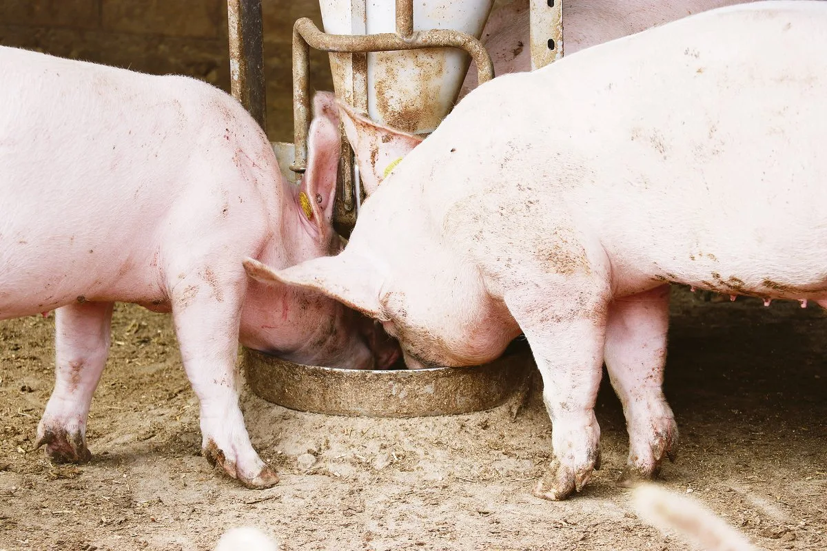 0ab85b0765e8d5e14c5a35425253d58b68be9972 Im Kanton Freiburg gibt es immer weniger Schweine. Somit wurden auch die Prämien angepasst. (Bild Archiv BauernZeitung)
