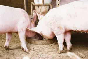 Im Kanton Freiburg gibt es immer weniger Schweine. Somit wurden auch die Prämien angepasst. (Bild Archiv BauernZeitung)