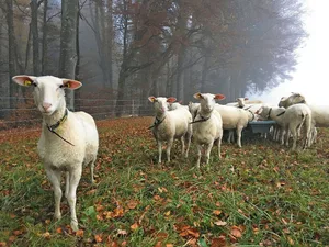 Die Schafe geniessen den Herbst. Diesen Sommer hat ein Wolf zwei Schafe dieser Herde gerissen.