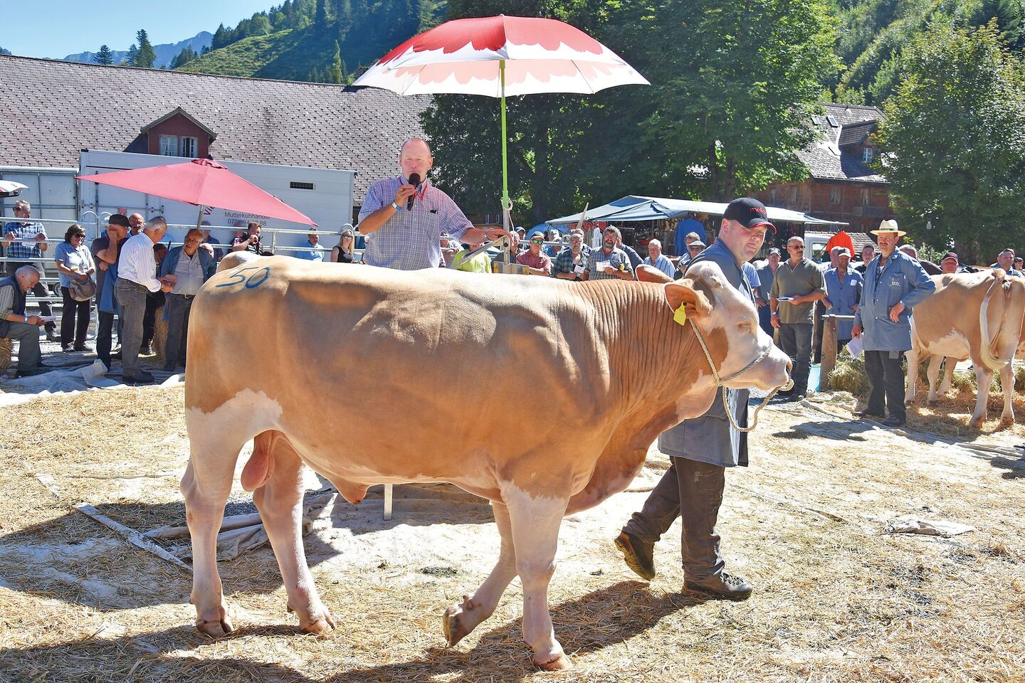 Ob das Wetter auch heuer wieder so gut ist, ist ungewiss. Sicher ist, dass wieder Spitzentiere auf dem Platz sein werden.