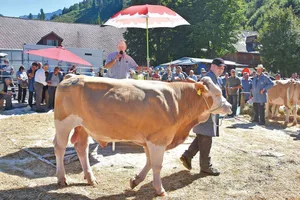 Ob das Wetter auch heuer wieder so gut ist, ist ungewiss. Sicher ist, dass wieder Spitzentiere auf dem Platz sein werden.