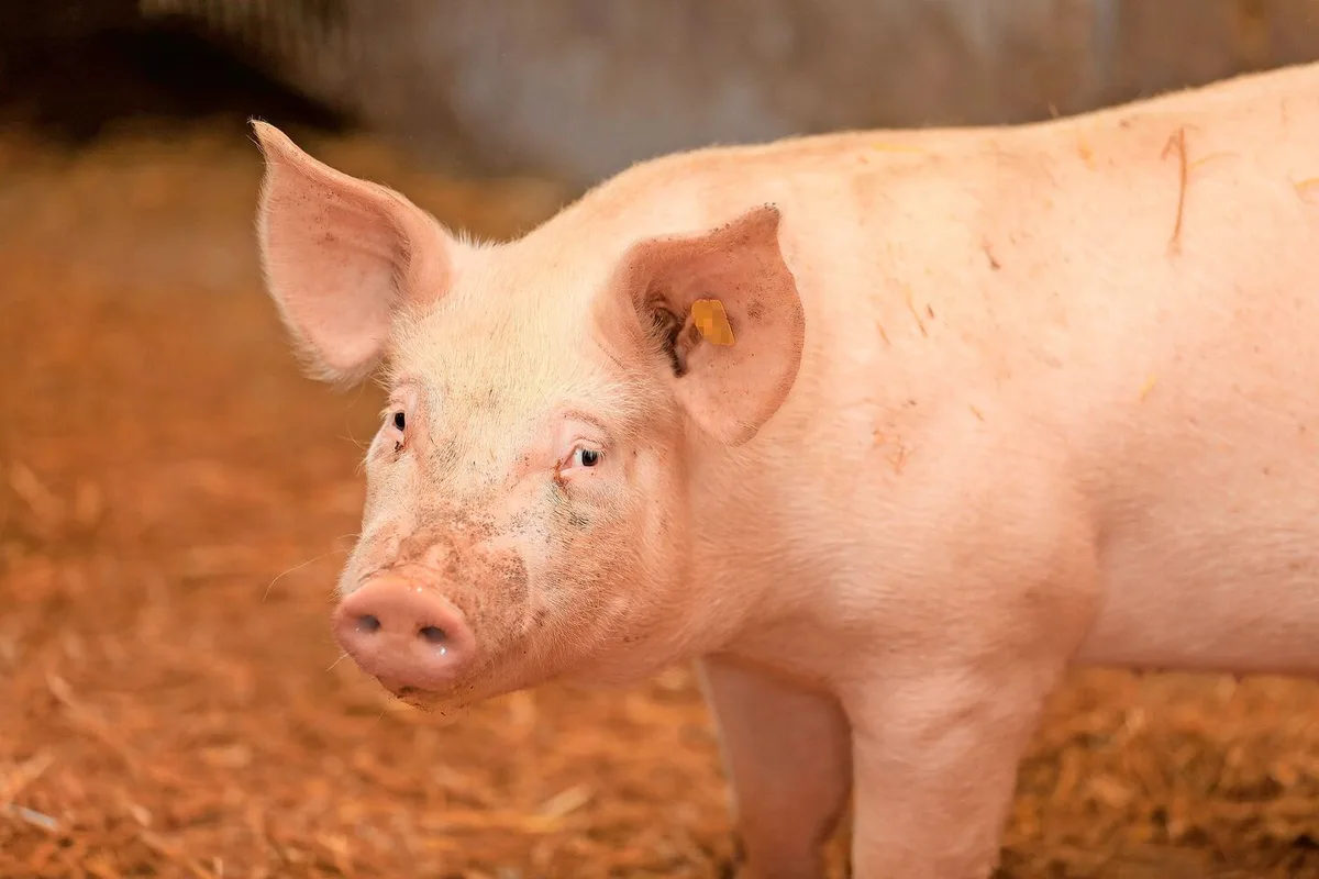 6c6ab40b574e20430d687c8e12c8895e08f3f38eb67d89fd948a6e904bfd2432 Die Anzahl Schweine ist rückläufig. Darum scheint eine Fusion mit Bayern unumstritten. Kritisiert wird aber die Form.