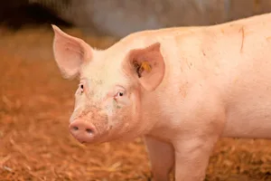 Die Anzahl Schweine ist rückläufig. Darum scheint eine Fusion mit Bayern unumstritten. Kritisiert wird aber die Form.