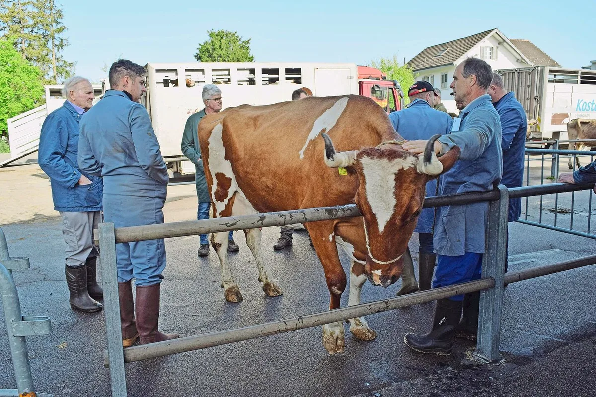 b0db2c095e4911aa36b2c8398adfa7661f3eaaad3727f8b60f0f594b0c2c1f08 Soll der Marktplatz Weinfelden erhalten bleiben, dann müssten hier pro Jahr rund 750 Tiere gehandelt werden.