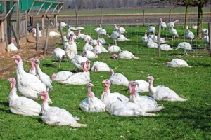 Auf dem Betrieb der Familie Röthlisberger in Siselen BE werden auf einer Produktionsfläche von 400 m2 Masttruten gehalten. Aktuell sind rund 1700 Tiere eingestallt.