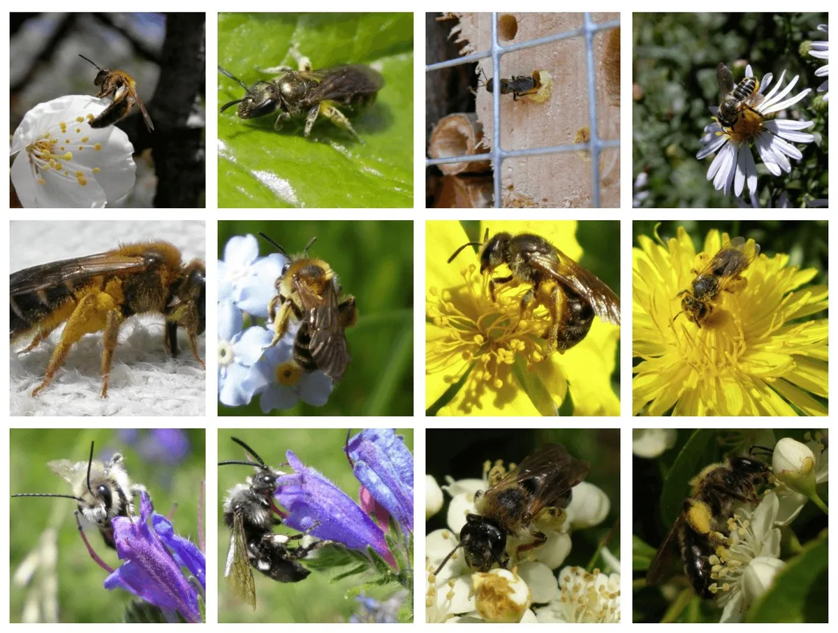0faf6e864b83c0b14166e105735fc0709a0fa659 Fast die Hälfte der einheimischen Wildbienenarten ist bedroht. Helfen kann eigentlich jeder und jede. (Bild Screenshot bienen.ch)