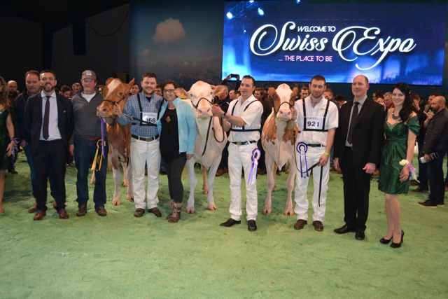 Champion Wahl (v.l.n.r.): Siegerin Jowis Incas Flavia von Erich Zingre aus Grund-Gstaad.  Reserve Champion: Mr Savage Pastique von Roger Frosard aus Les Pommerats. Honorable Mention: Kolly-JL Vincent Coucoula von Ferme Kolly aus Pont-la-Ville. (Bilder Peter Fankhauser)