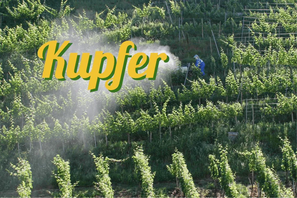 a17f14efbd2d97bfabf3ba2c0472912151f58ad0 Kupfer als Fungizid in der Landwirtschaft. (Bildmontage: «die grüne» / Jürg Vollmer)