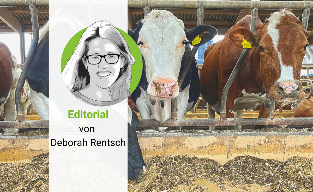 Die Porträt-Zeichnung von Deborah Rentsch, vor einem Foto von drei Kühen, die den Kopf durch das Gitter strecken und Futter fressen.