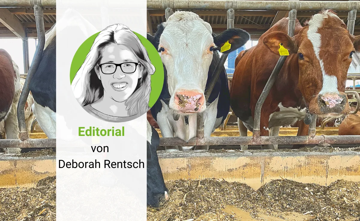 Editorial_Rentsch_Kuh_Methan Die Porträt-Zeichnung von Deborah Rentsch, vor einem Foto von drei Kühen, die den Kopf durch das Gitter strecken und Futter fressen.
