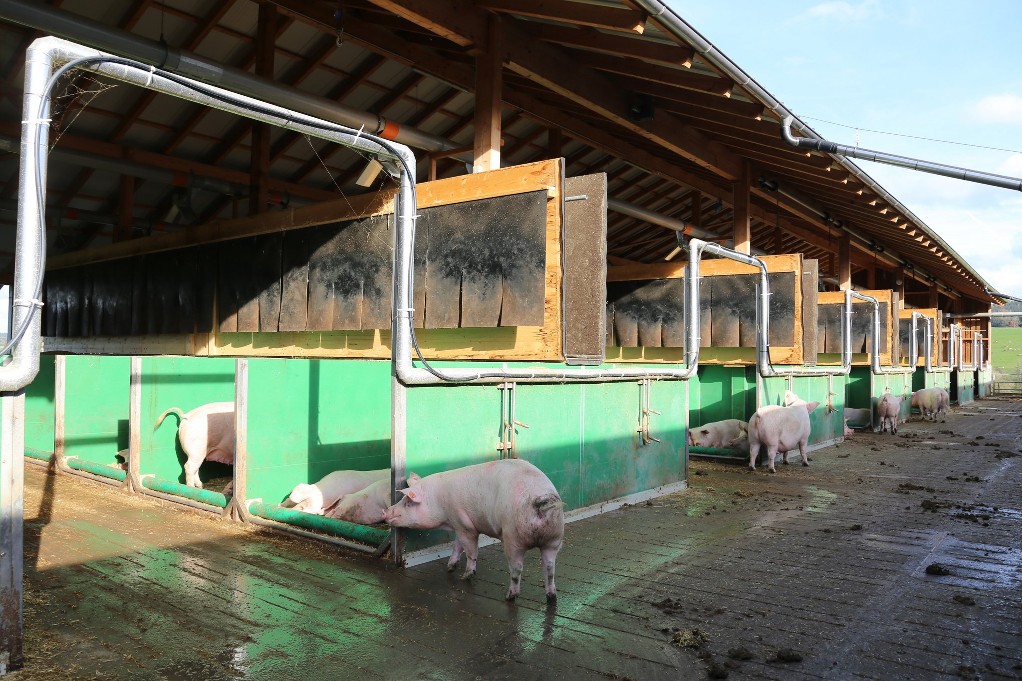 Schmitz' Schweine sind im Luftmatratzenstall zuhause