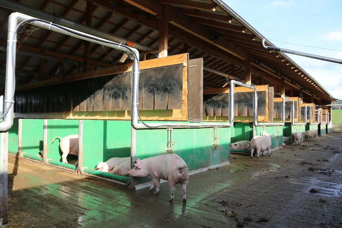 Schmitz-Farms-Untersteckholz_Schweinestall_01_rho Schmitz' Schweine sind im Luftmatratzenstall zuhause
