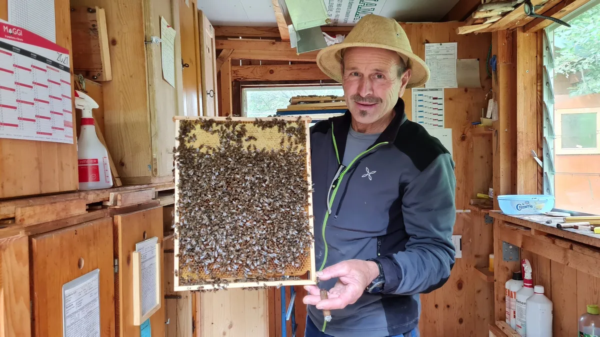 albert_pfister__schlans Ein schlechtes Jahr für die Bienen und Imker