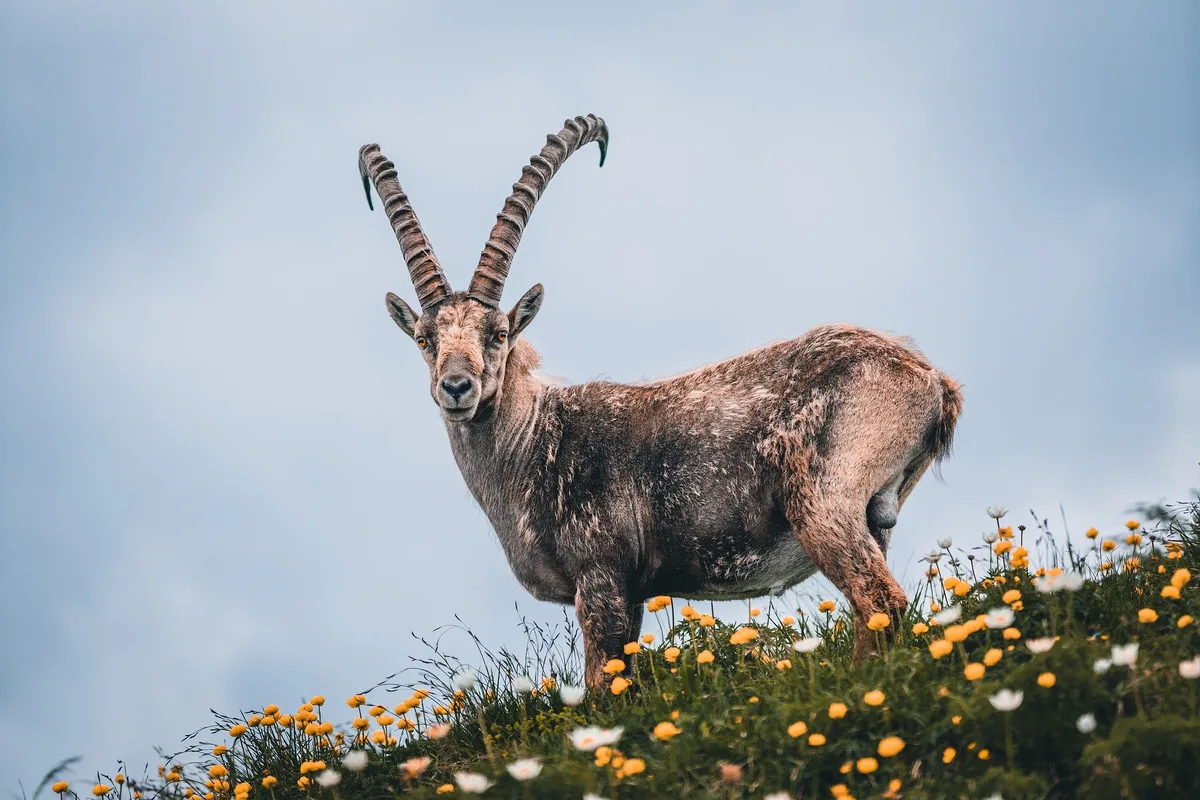 capricorn-g7bf20ff76_1920 Unsere wilde Schweiz: Das Vanil Noir