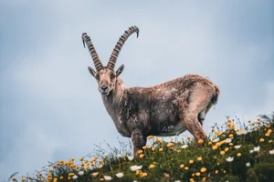 In der Region des Vanil Noir finden sich Steinböcke und prachtvolle Bergwiesen (Symbolbild).