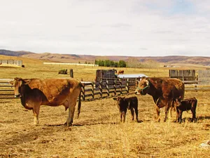 Zuwachs für die Hobbyfarm dank Spende aus der Schweiz: Die Braunviehkühe Yuly und Xena mit ihren Kälbern.(Bild Alexandra Ruckstuhl)