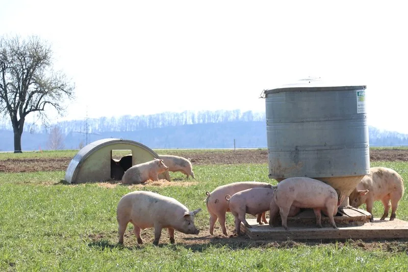 a03bac73f986d3687da3ccd5d33ba57a54cbb2f8 Für Daniel Bärtschi gehören Tiere zur Regenerativen Landwirtschaft dazu – sie sollen aber möglichst ganzjährig draussen gehalten werden. (Bild BauZ)