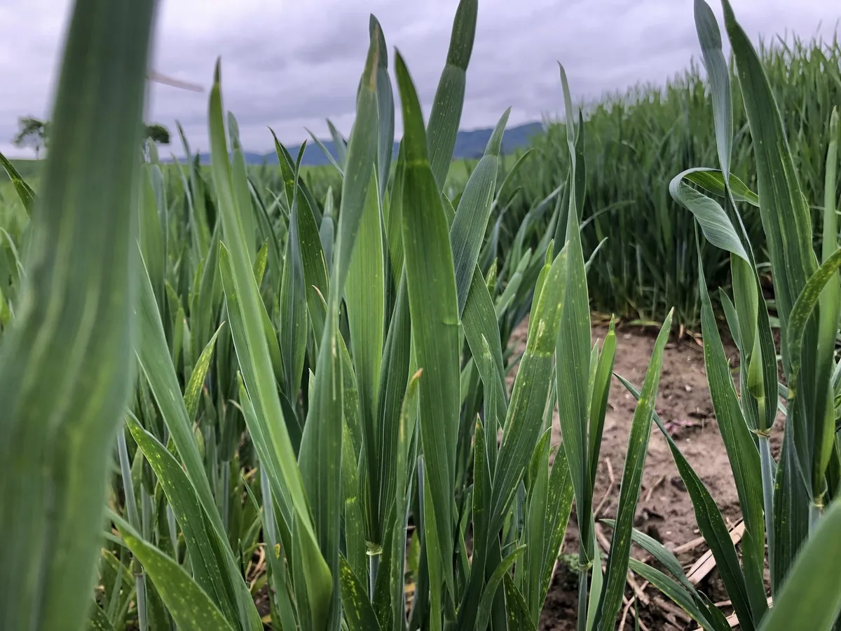 Getreide_Halme Lösungen ohne Chemie: Syngenta wirft einen Blick in die Zukunft