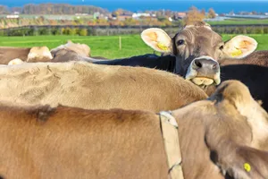 Der Harnstoffgehalt in der Milch ist nicht nur von der Fütterung abhängig, sondern ist auch je nach Rasse unterschiedlich.