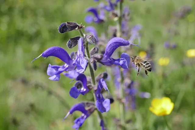 b17a812efed75429b79c56c906c01839904ab11c Bienen reagieren viel stärker als Wirbeltiere auf die selektiven Nervengifte Neonicotinoide. (Bild Pixabay)