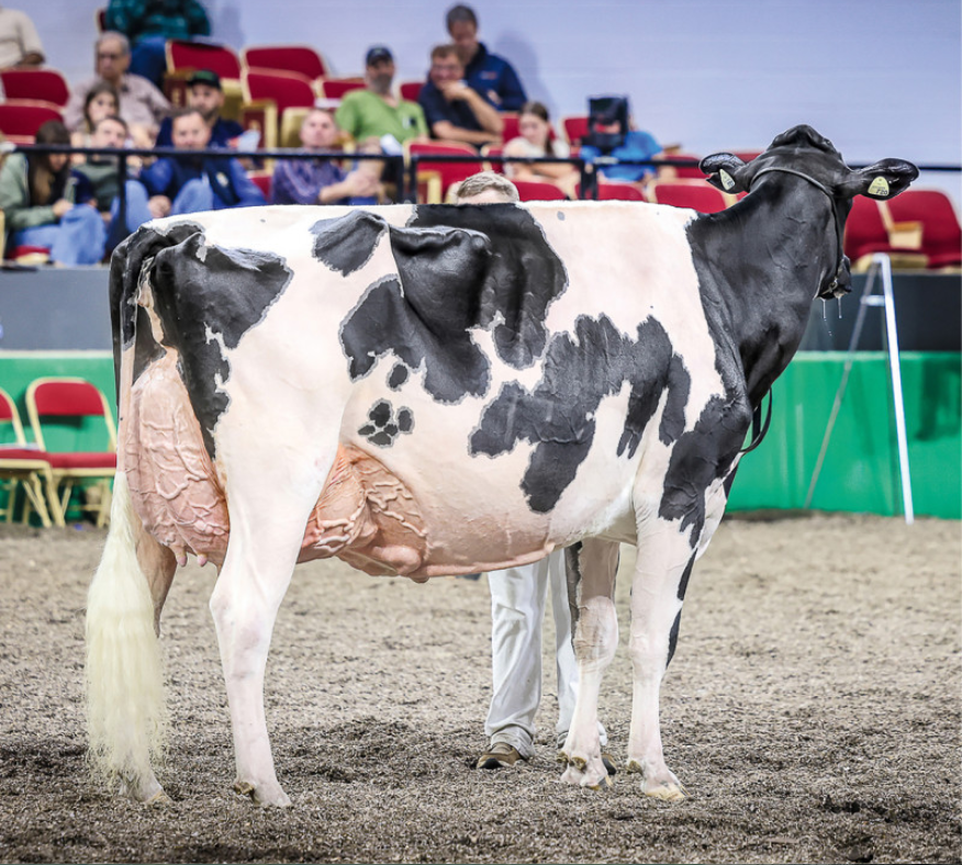 Die Holsteinkuh Lovhill Sidekick Kandy Cane wurde im Jahr 2025 Grande Champion an der World Dairy Expo in Madison USA.