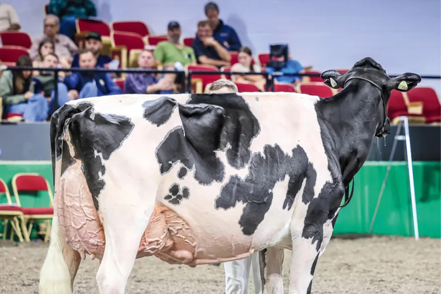 DSC_5.JPG Die Holsteinkuh Lovhill Sidekick Kandy Cane wurde im Jahr 2025 Grande Champion an der World Dairy Expo in Madison USA.