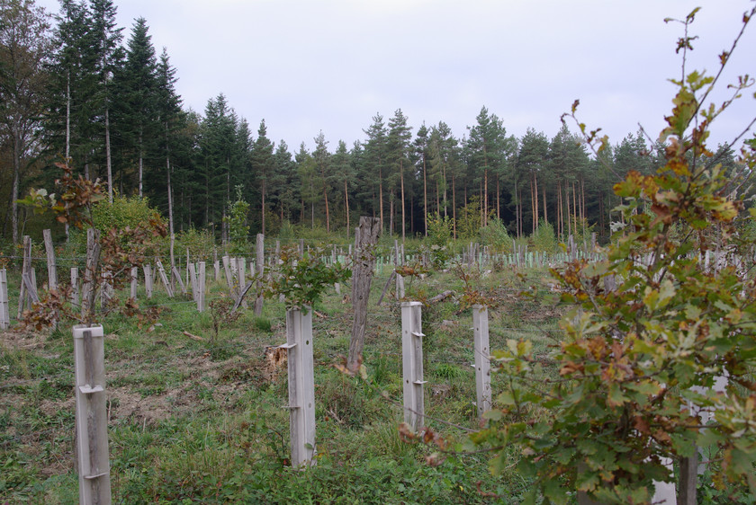 Die Annahme der Motion in der Urek-N stimme positiv, dass der Wald für die Herausforderungen der Zukunft fit gemacht werden kann, heisst es bei Wald Schweiz. (Bild WaldSchweiz/Douard)