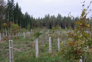 Die Annahme der Motion in der Urek-N stimme positiv, dass der Wald für die Herausforderungen der Zukunft fit gemacht werden kann, heisst es bei Wald Schweiz. (Bild WaldSchweiz/Douard)