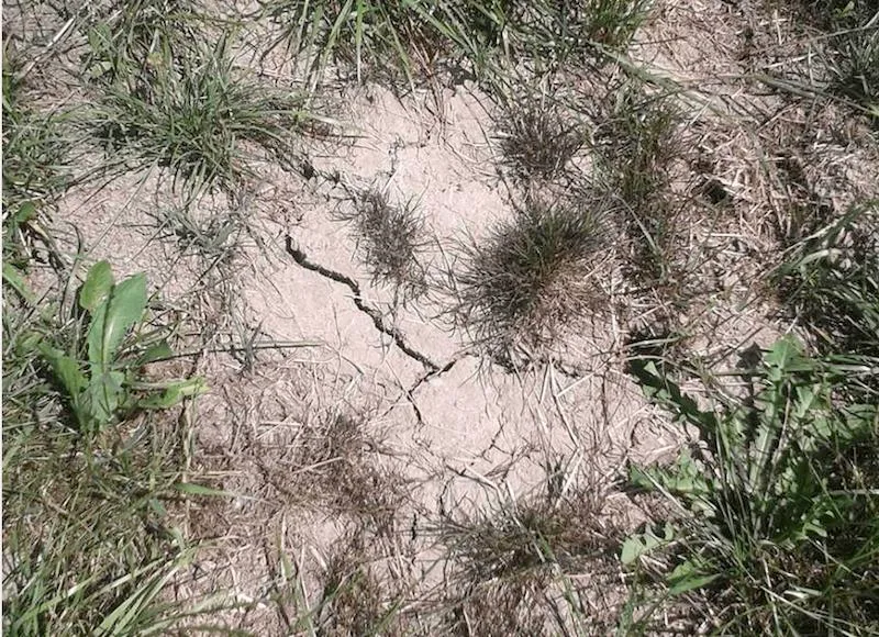 723bbe5051b7f808ea65f2de7240287e70f7bd44 Der Boden in der Chamau trocknete im Sommer 2018 stark aus; dementsprechend ging auch die Grasproduktion zurück. (Bild ETH Zürich)