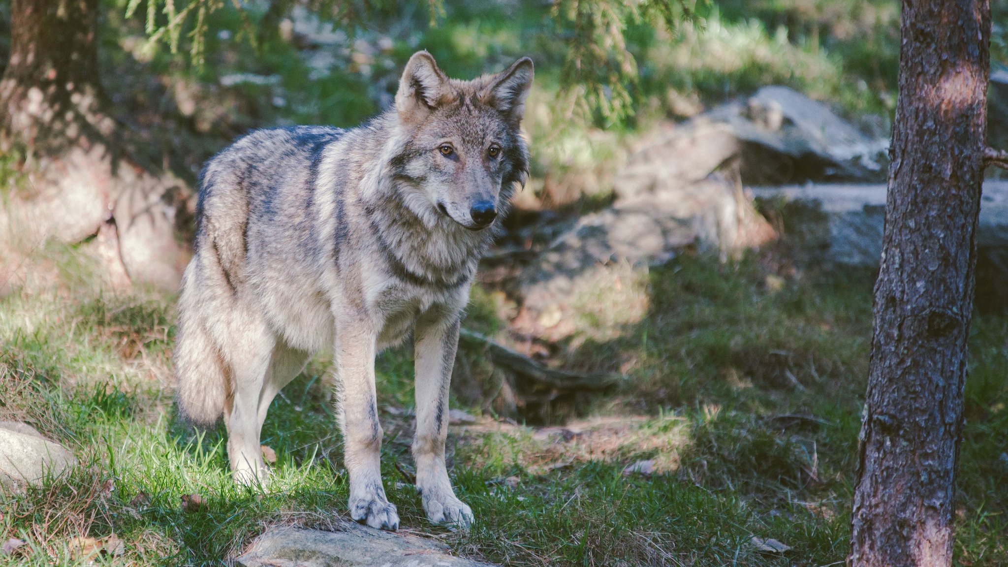 Abschussfreigabe für einen Wolf im Kanton Uri