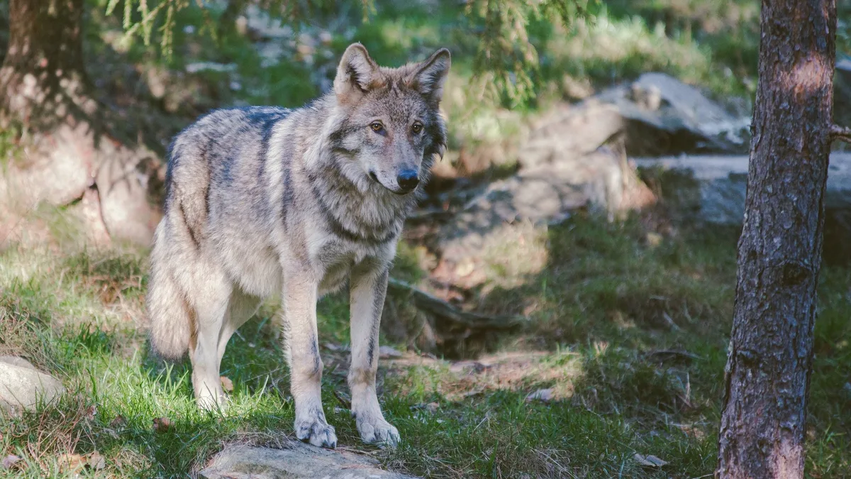 Abschussfreigabe für einen Wolf im Kanton Uri