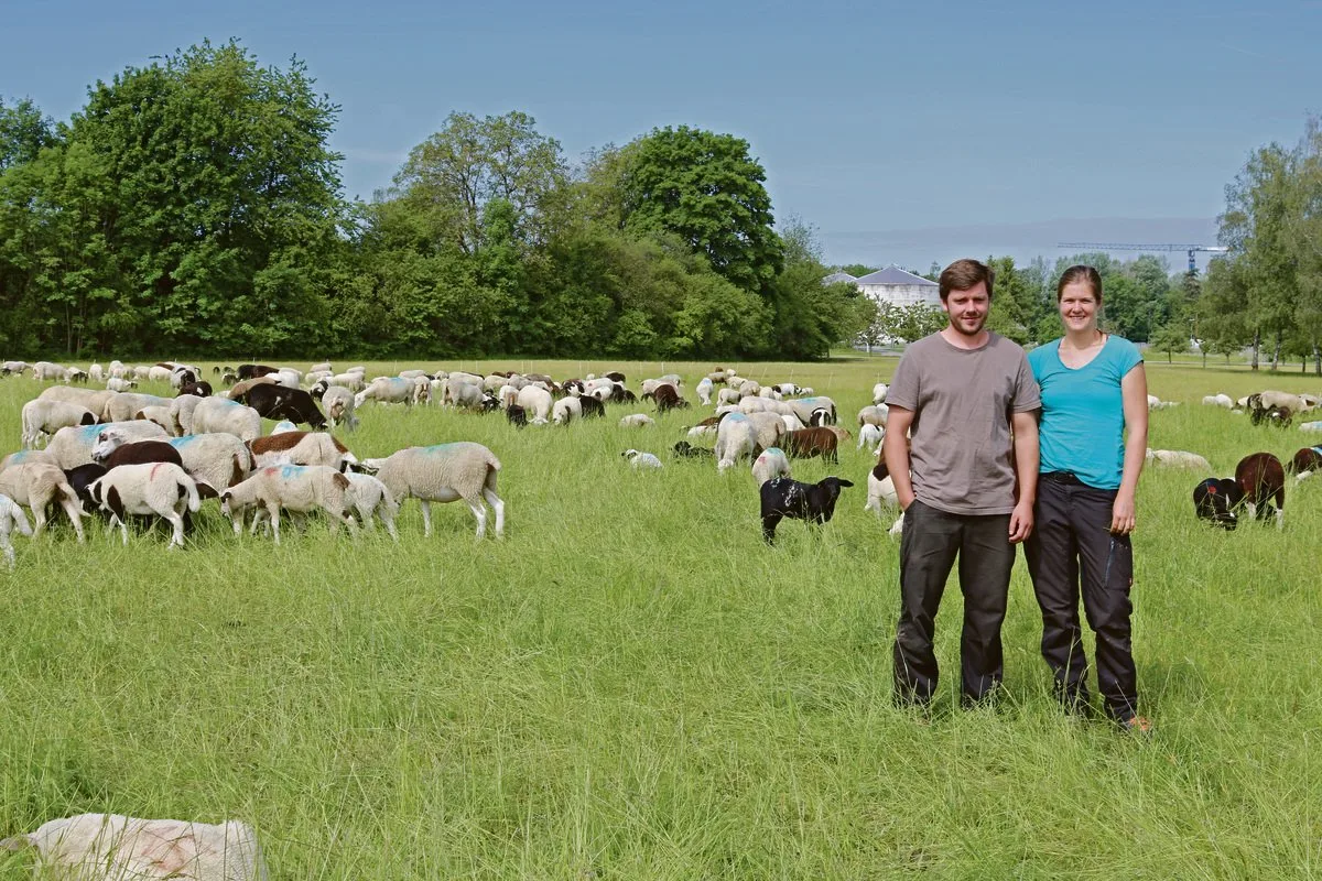 3f71fae65a1599004aae0c173cfe40fc1bb9e9c0 Markus Bösch und Lisa Beutler sind die neuen Pächter auf der Allmend Frauenfeld. Sie bedauern, dass die Markierung der Schafe mit der zweiten Ohrmarke nicht gestaffelt erfolgen kann.(Bild pb)
