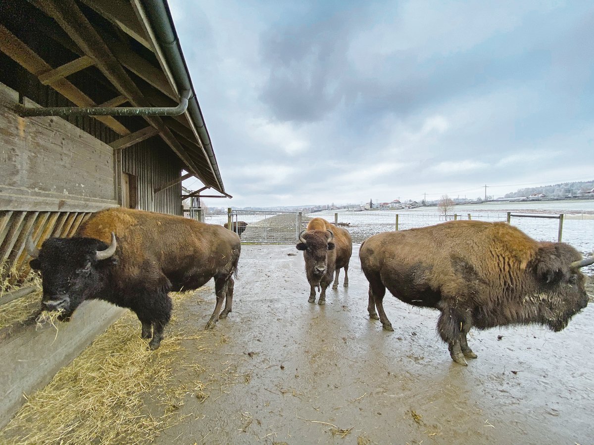 Präriebisons sind imposante Erscheinungen. Sie verbringen den Grossteil ihres Lebens im Freien; den Stall schätzen sie vor allem im Sommer, wenn er ihnen Schatten bietet. Im Winter schützt sie ihr dickes Winterfell vor der Kälte.(Bild lja)