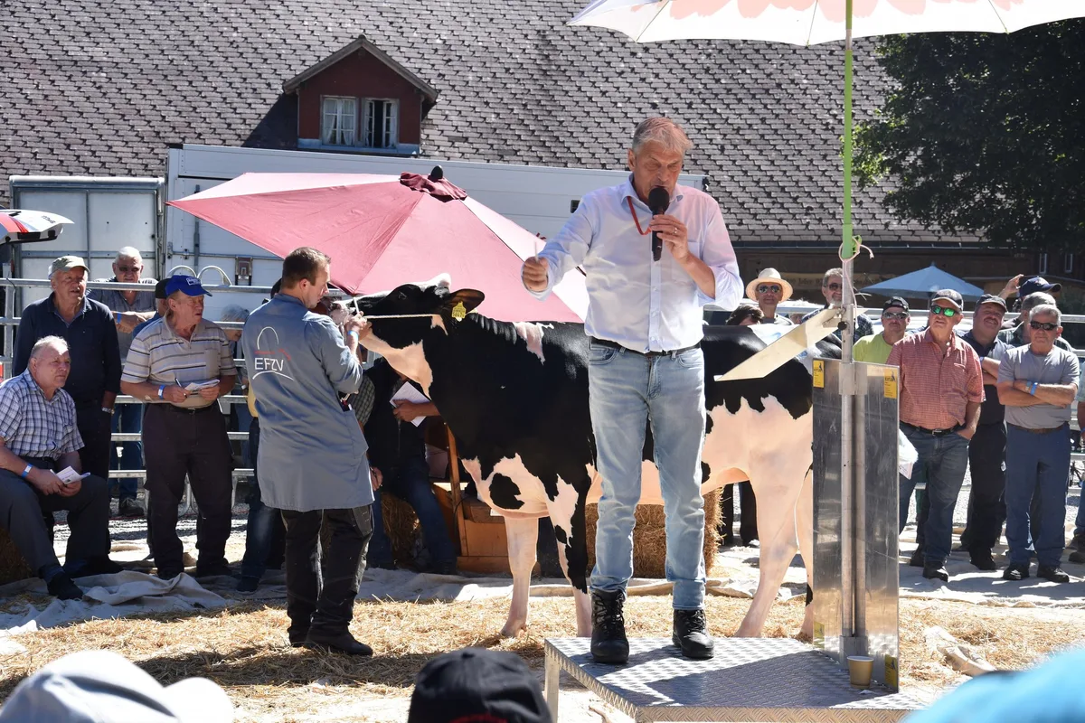 f427e5707d3dc75c21aa7fc7b2801321bb1b3697 Das gut zweijährige Rind Fankusers Brewmaster -E Julia von Ueli Aeschlimann, Trub BE, ging für 4000 Franken an einen neuen Besitzer.