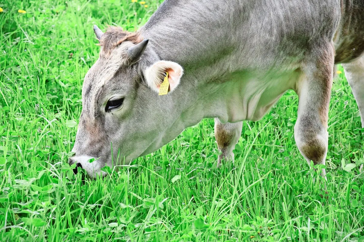PFAS können durch Boden, Wasser, Futtermittel oder auch Verpackungen in Lebensmittel gelangen. Klärschlamm steht im Verdacht, diffuse Belastungen landwirtschaftlicher Flächen verursacht zu haben.